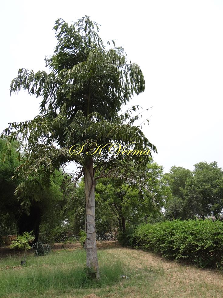  Plant